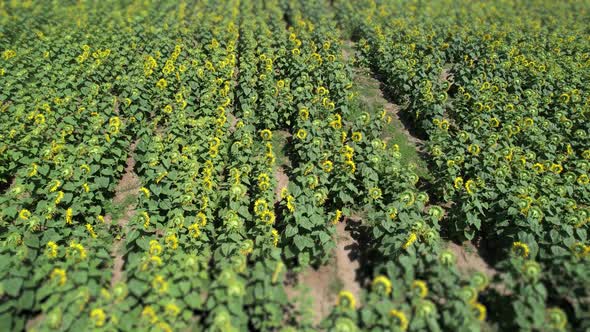 Aerial Sunflower Field