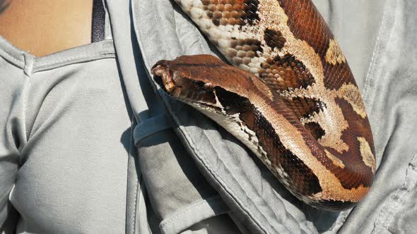 Python Hangs on Shoulder of Hostess Sticks Out Tongue