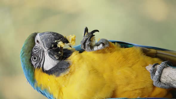 Vertical video - Blue-and-yellow macaw eating fruit using its foot; shallow DOF