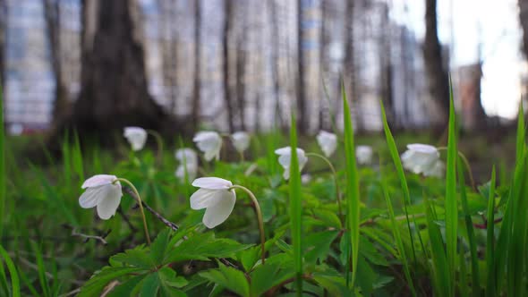 A Close View of White Snowdrops in the First Days of Spring in a Natural Park in Sunny Weather