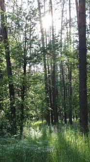 Vertical Video of a Forest with Trees