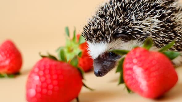 Baby hedgehog.strawberry harvest.African pygmy hedgehog .