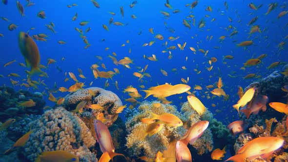 Underwater Colourful Reef Fish