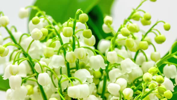 Lily Of The Valley Blossom