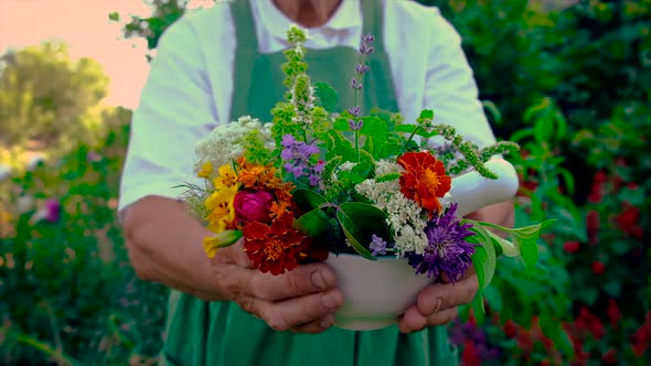 Woman Collects Medicinal Herbs and Flowers