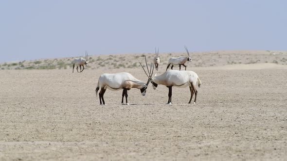 Two Arabian Oryxes in the Desert