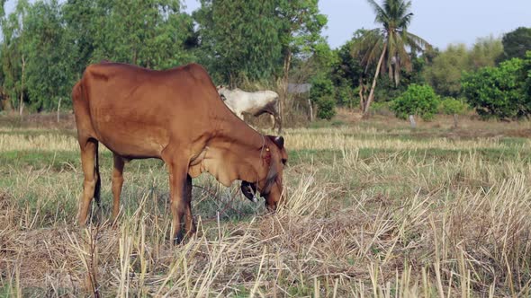 Thai brahman, which is a popular farm animal in Thailand, grazing in the field and eating dry grass.