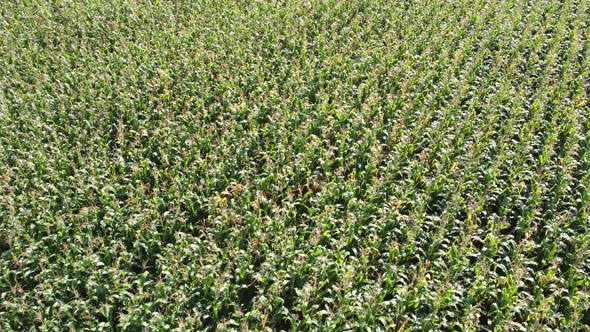 Corn Field Flight High Above the Green Corn Crops Good Corn Harvest Ripening of the Corn Field