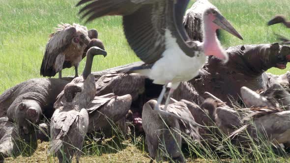 White Backed Vultures Feeding On The Flesh Of A Dead Hippopotamus On The Savannah In Botswana On A H