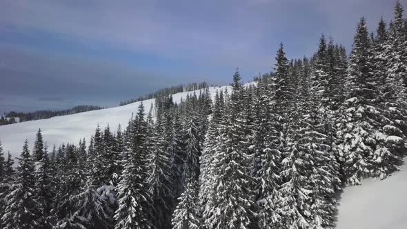 Flying Over the Forest and Mountains in Winter