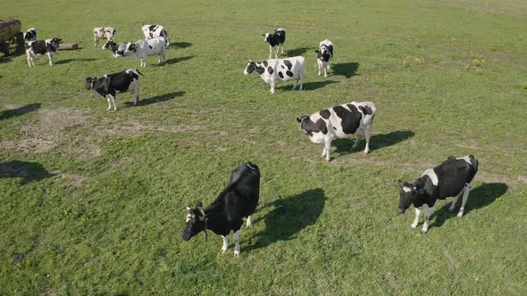 Crowd of Cattle in the Pasture