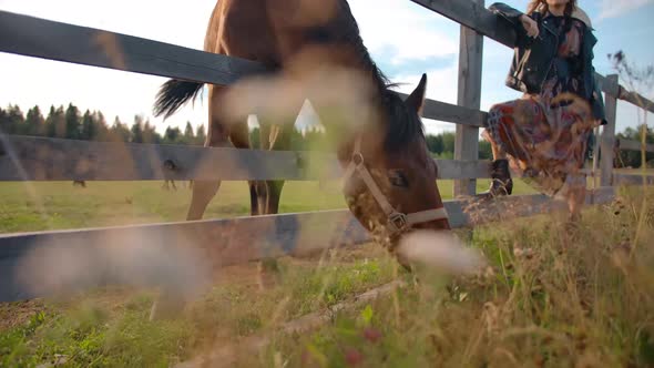 Chestnut Horse Eating Grass Near Crop Woman