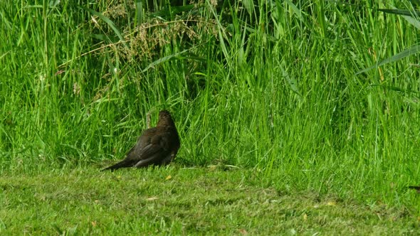 Blackbird,Turdus Merula, Sitting on Green Lawn