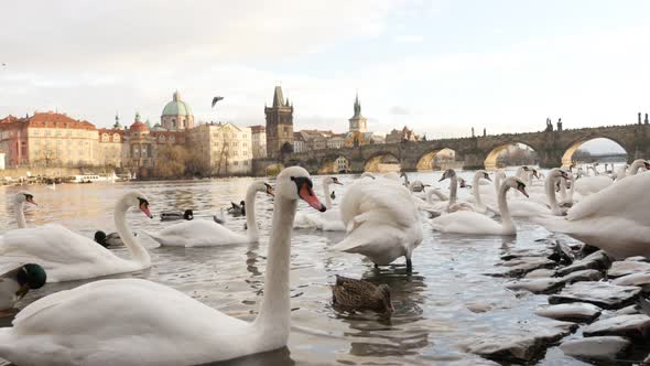 Beautiful white Cygnus in Czech Republic city of Prague daily scene 3840X2160 UHD footage - Bevy of 