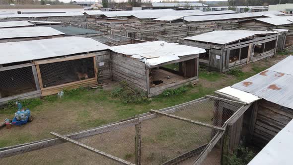 Dogs at the Shelter. Aerial View Slow Motion