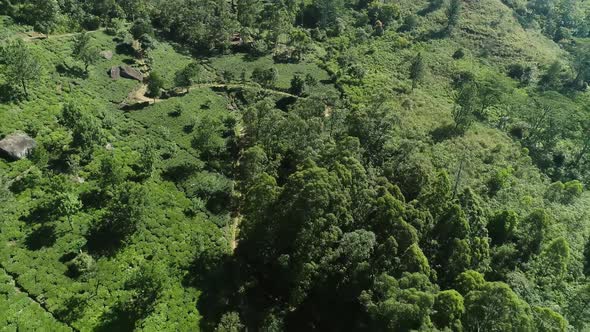 Birdseye Flyover Tea Plantation