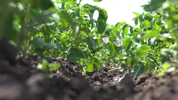 Potato Shoots