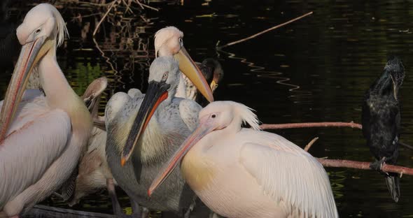 Dalmatian Pelican Pelecanus Crispus Is Largest Member Pelican Family