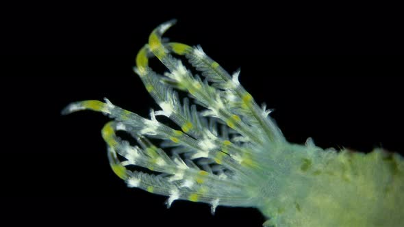 Polychaeta Worm Family Sabellidae Under a Microscope