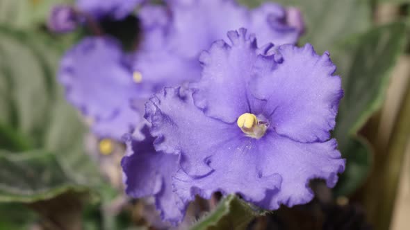 Saintpaulias African violet flower close-up 4K 2160p 30fps UltraHD tilting footage - Beautiful purpl