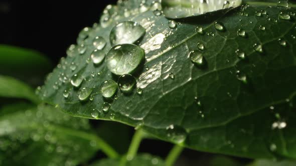 Macro of plant leaf covered in dew drops as they roll off