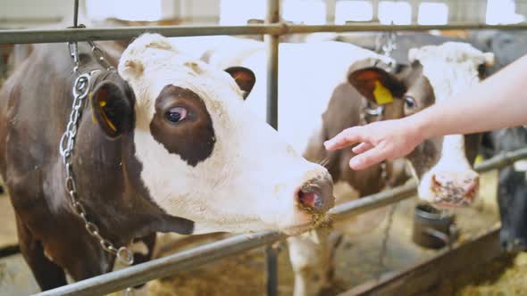 Cows on the farm.