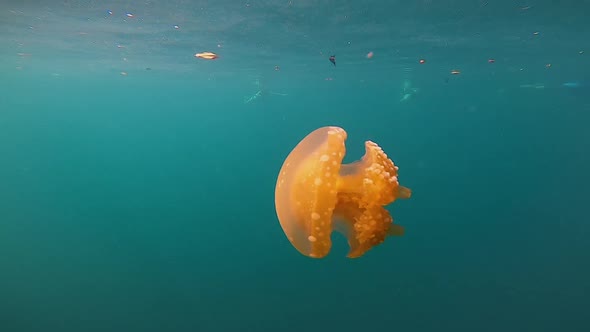 a orange jellyfish swimming in slow motion