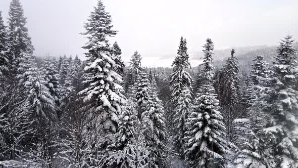 Aerial View of Snowed Forest