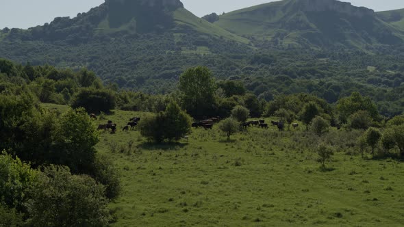 Group of Cows Grazing on Green Meadow, Small Forest and Mount Karachay-Cherkess Republic