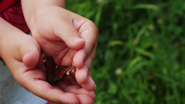 Close Up View of Butterfly Sitting on the Kids Hands