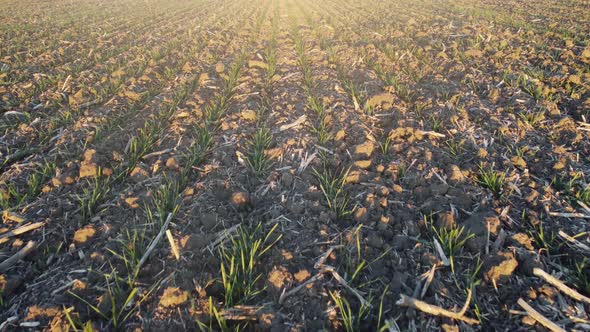 Sprouting wheat sprouts in the field. Morning inspection of crops on the farm