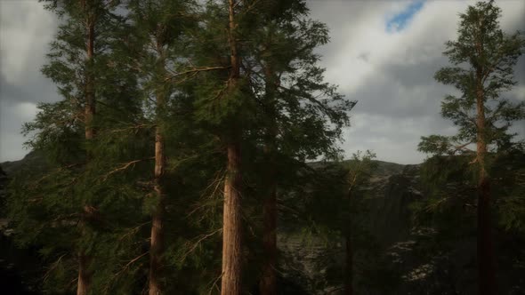 Fog and Pine Trees on Rugged Mountainside and Coming Storm