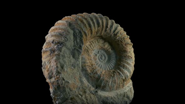Fossilized Jurassic Sea Creature Rotating Shot