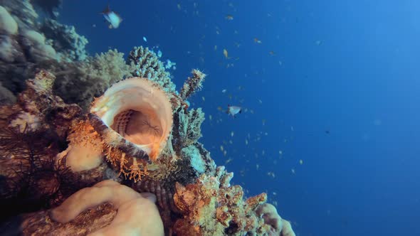 Scorpion Fish