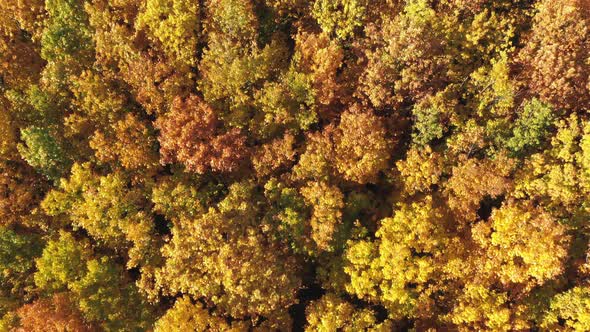 Aerial View Cinematic Autumn Forest