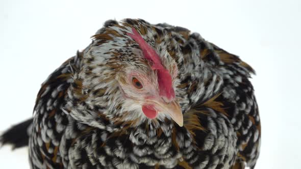 Hen Milfler Isolated at White Background in Studio