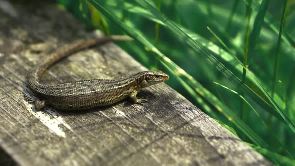 A small newt in a field of long green grass