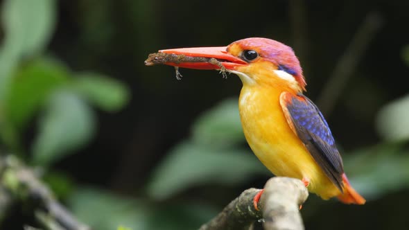 A Female bird of the Oriental Dwarf Kingfishers sits on the branch with a gecko lizard in its coral