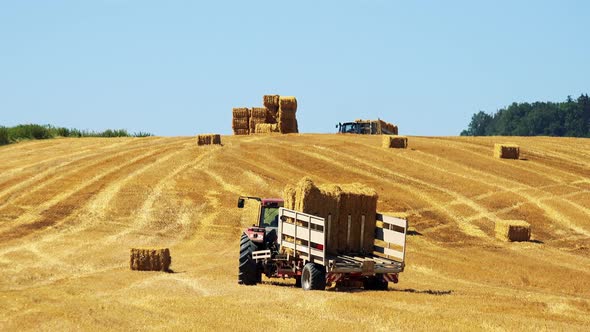 Farmers Harvest Grain From the Field (Farmers Load Haystacks on the Tractor) - Sunny Day