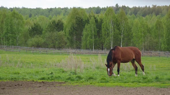 A Noble Chestnutcolored Horse Eats Grass in a Meadow