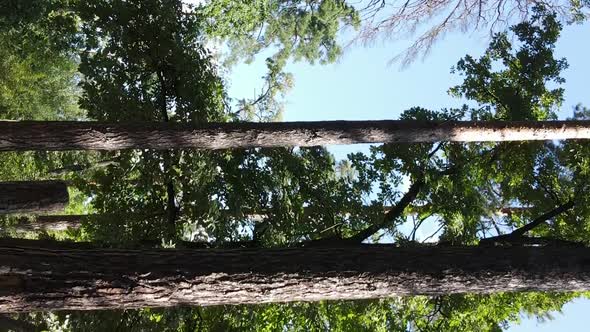 Vertical Video of a Forest with Trees