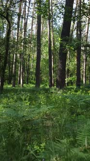 Vertical Video of a Forest with Trees