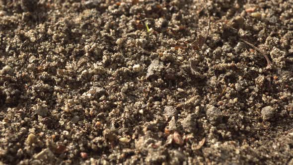 Soil Chernozem Macro Slider Shot