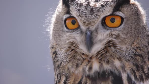Surprised eagle owl close up looking at camera