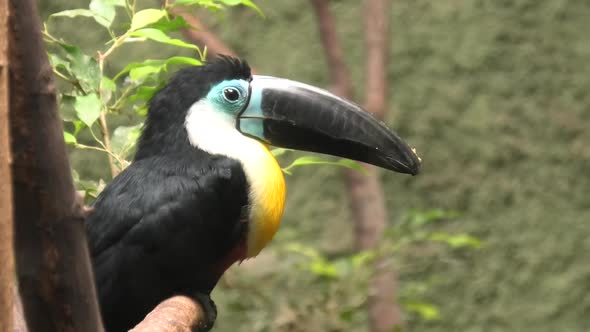 Channel Billed Toucan