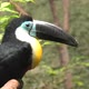 Channel Billed Toucan - VideoHive Item for Sale