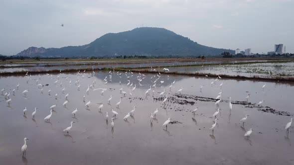 Aerial fly over habitat of crane birds at paddy field