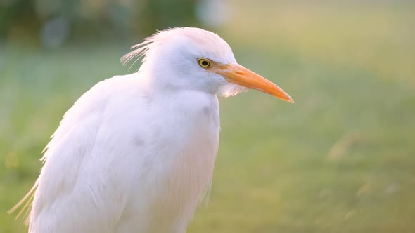 White Cattle Egret Wild Bird Also Known As Bubulcus Ibis Walking on Green Lawn in Summer