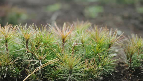 Close-up - Beautiful Little Spruce Grows in a Forest Nursery