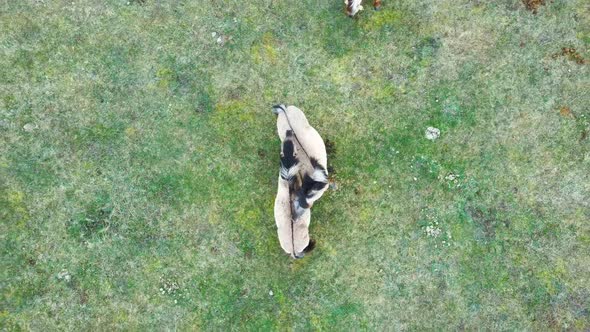 Wild Cows With Young Calfs and Heck Cattle Konik Horses and Foals Grazing 4K Dron Shot